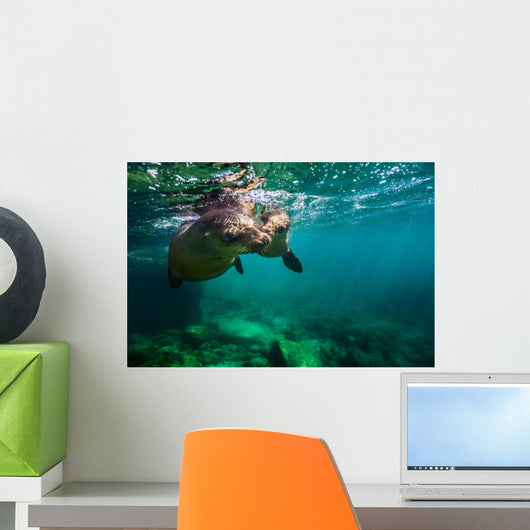 California Sea Lion Pair Wall Decal