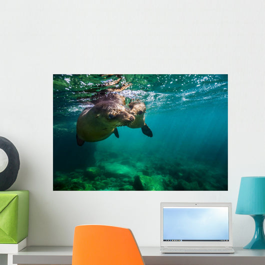 California Sea Lion Pair Wall Decal