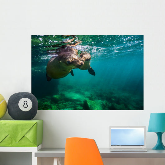 California Sea Lion Pair Wall Decal