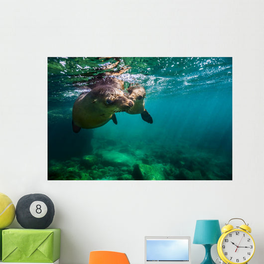 California Sea Lion Pair Wall Decal