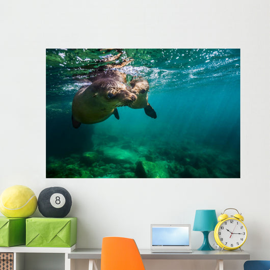 California Sea Lion Pair Wall Decal