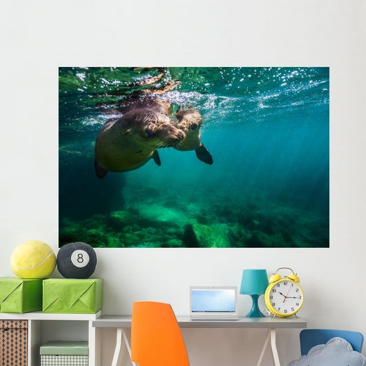 California Sea Lion Pair Wall Decal