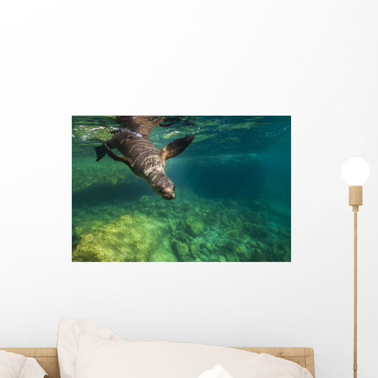 California Sea Lion Diving Wall Decal