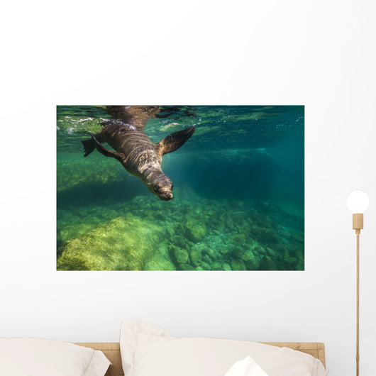 California Sea Lion Diving Wall Decal