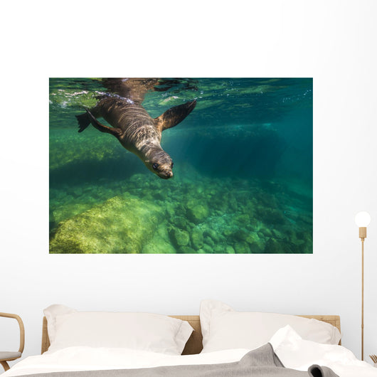 California Sea Lion Diving Wall Decal