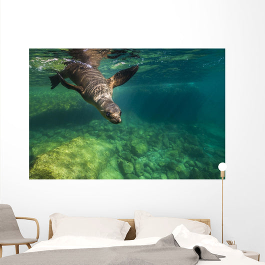 California Sea Lion Diving Wall Decal