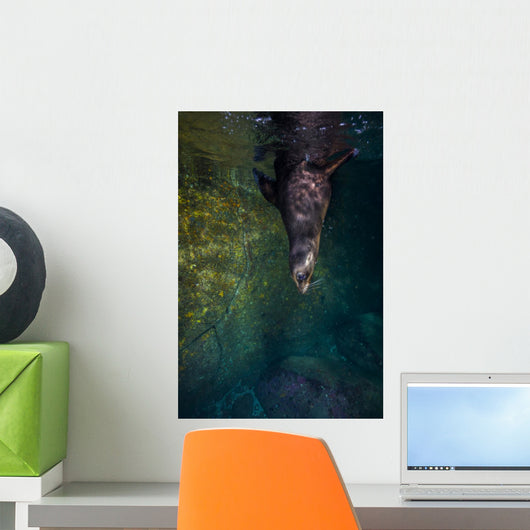 California Sea Lion Wall Decal