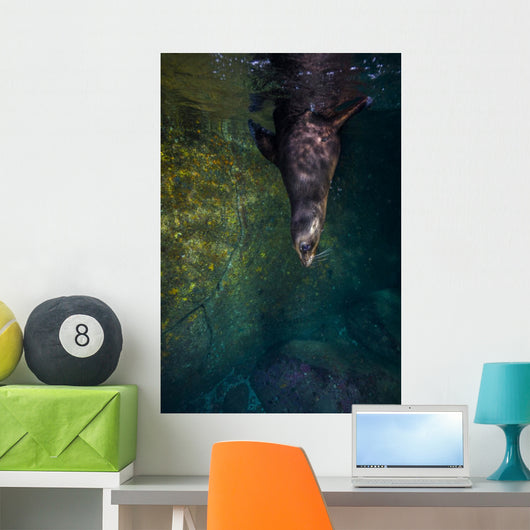 California Sea Lion Wall Decal
