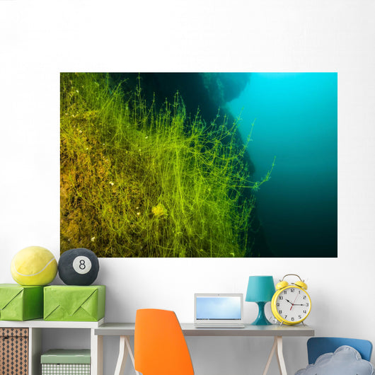 Vegetation Growing Loch Low-minn Wall Decal