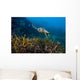 Hawksbille Sea Turtle Malaysia Swimming Wall Decal