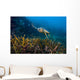 Hawksbille Sea Turtle Malaysia Swimming Wall Decal