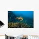 Hawksbille Sea Turtle Malaysia Front Face Wall Decal