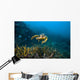 Hawksbille Sea Turtle Malaysia Front Face Wall Decal