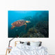 Hawksbille Sea Turtle Malaysia Right Side Wall Decal