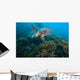 Hawksbille Sea Turtle Malaysia Coral Reef Wall Decal