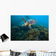 Hawksbille Sea Turtle Malaysia Coral Reef Wall Decal