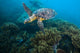 Hawksbille Sea Turtle Malaysia Coral Reef Wall Decal
