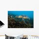 Hawksbille Sea Turtle Malaysia Close-up Wall Decal