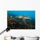 Hawksbille Sea Turtle Malaysia Close-up Wall Decal