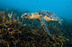 Hawksbille Sea Turtle Malaysia Close-up Wall Decal