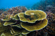 Reef Tioman Island Malaysia Wall Decal