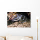 White Crown Calcareous Tube Wall Decal