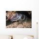 White Crown Calcareous Tube Wall Decal