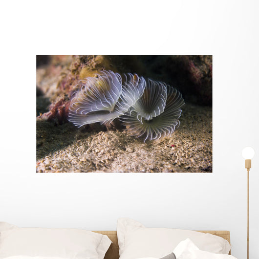 White Crown Calcareous Tube Wall Decal