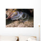 White Crown Calcareous Tube Wall Decal