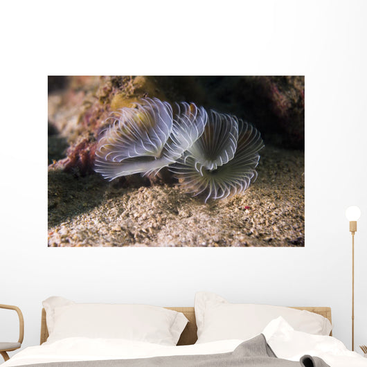 White Crown Calcareous Tube Wall Decal
