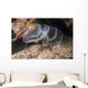 White Crown Calcareous Tube Wall Decal
