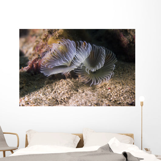 White Crown Calcareous Tube Wall Decal