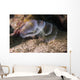 White Crown Calcareous Tube Wall Decal