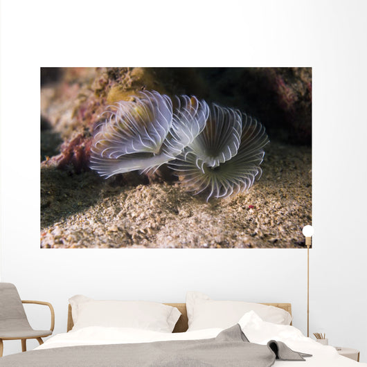 White Crown Calcareous Tube Wall Decal