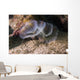 White Crown Calcareous Tube Wall Decal