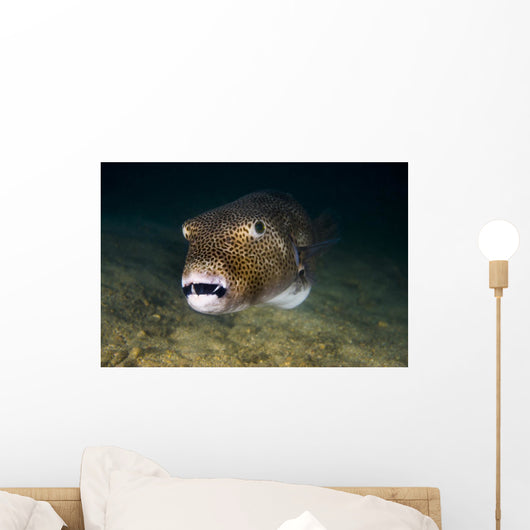 Starry Puffer Tioman Island Wall Decal