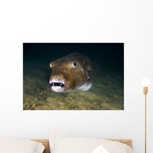 Starry Puffer Tioman Island Wall Decal