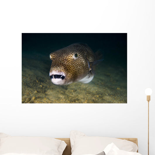 Starry Puffer Tioman Island Wall Decal