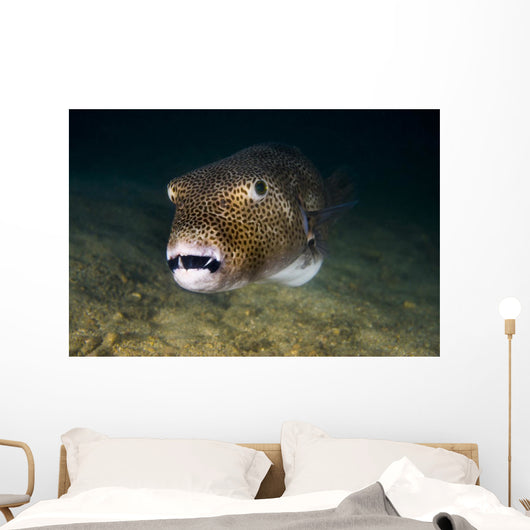 Starry Puffer Tioman Island Wall Decal