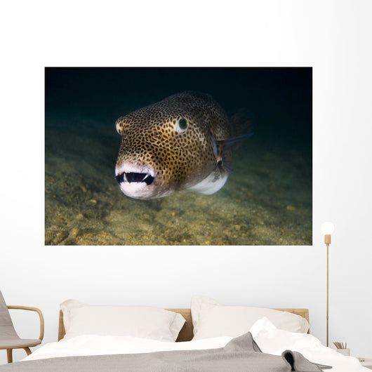 Starry Puffer Tioman Island Wall Decal