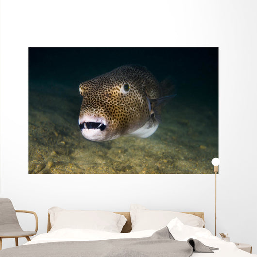 Starry Puffer Tioman Island Wall Decal