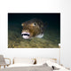 Starry Puffer Tioman Island Wall Decal