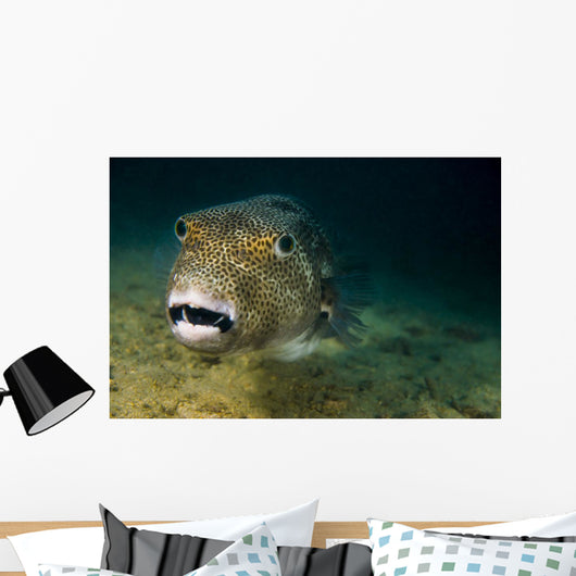 Starry Puffer Tioman Island Close-up Wall Decal