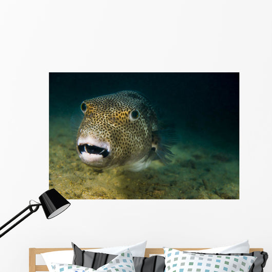 Starry Puffer Tioman Island Close-up Wall Decal