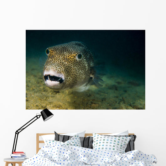 Starry Puffer Tioman Island Close-up Wall Decal