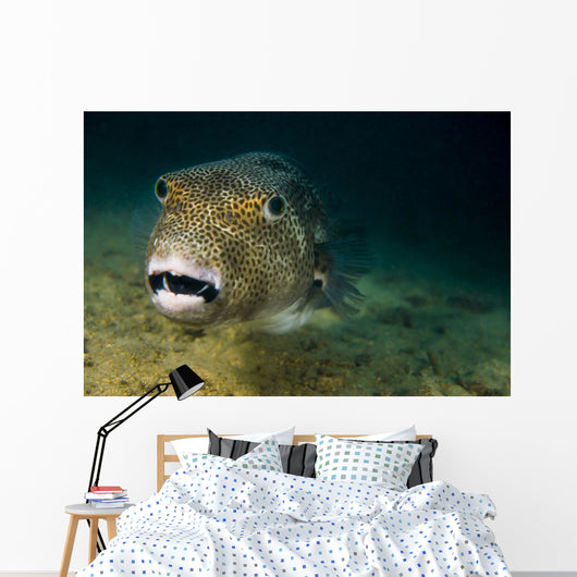Starry Puffer Tioman Island Close-up Wall Decal