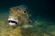 Starry Puffer Tioman Island Close-up Wall Decal