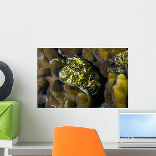 Map Puffer Blends with Wall Decal