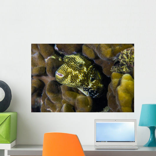 Map Puffer Blends with Wall Decal
