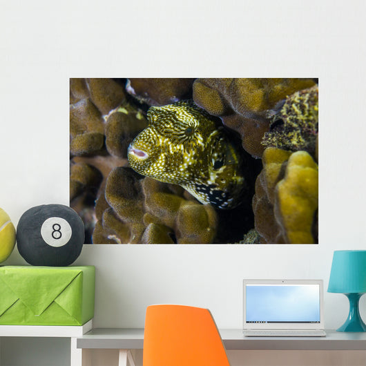 Map Puffer Blends with Wall Decal